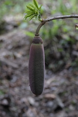 Spirotheca awadendron