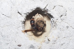 Pararrhynchium ornatum