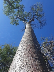 Adansonia