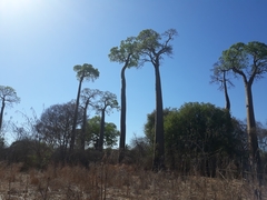 Adansonia