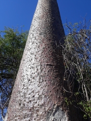 Adansonia