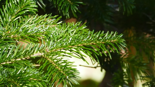 Abies veitchii, 2019-10-15