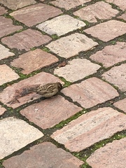 Passer domesticus