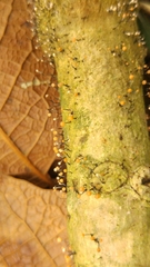 Nectria gracilipes image