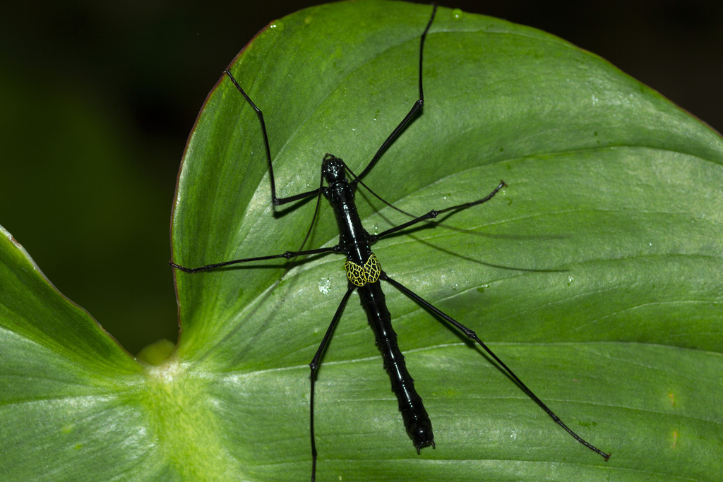 Atratomorpha bispinosa