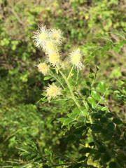 Mimosa malacophylla