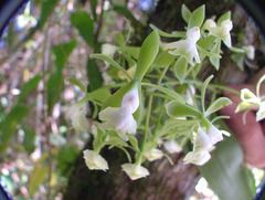 Epidendrum paniculatum