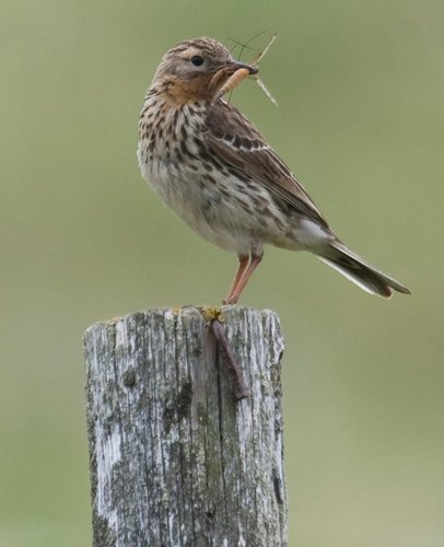 Red-throated Pipit