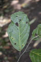 Calatola costaricensis