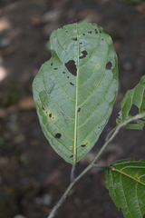 Calatola costaricensis