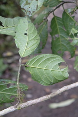 Calatola costaricensis