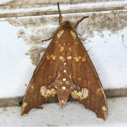 Smerinthulus dohrni photographed in Laos