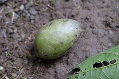 Calatola costaricensis