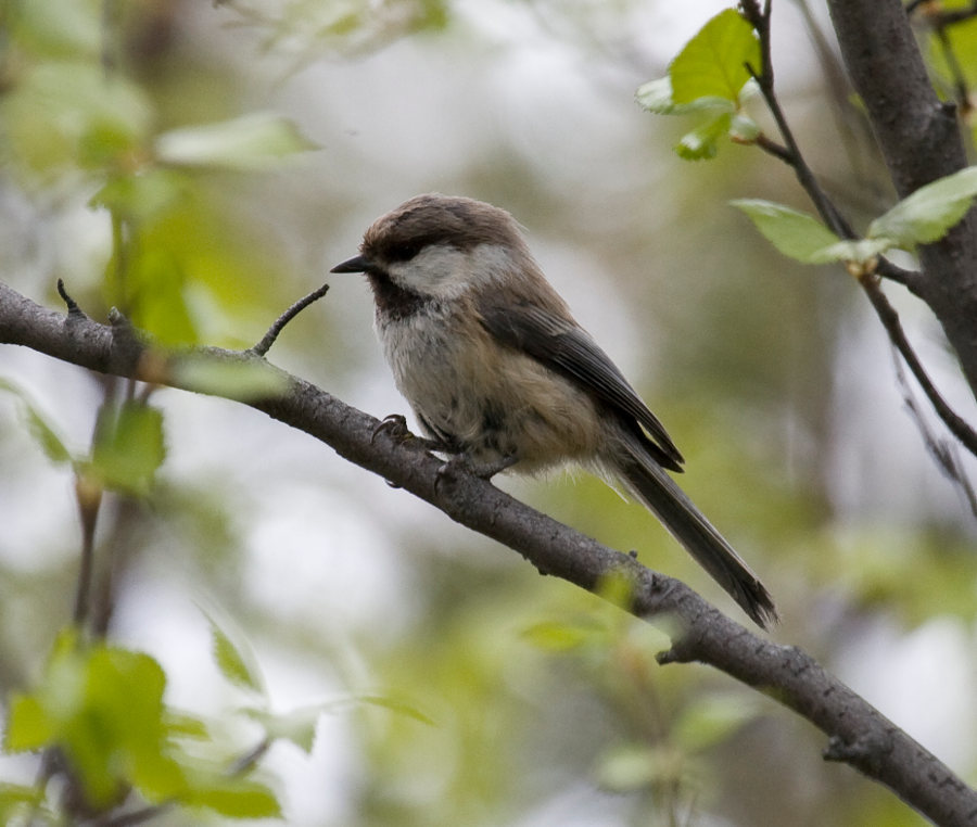 Lapland Siberian Tit