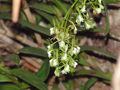 Epidendrum paniculatum