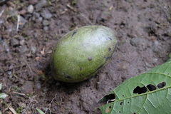 Calatola costaricensis