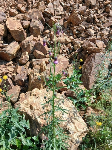Pendulous thistle (Cirsium pendulum)
