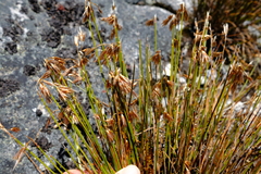 Thamnochortus stokoei