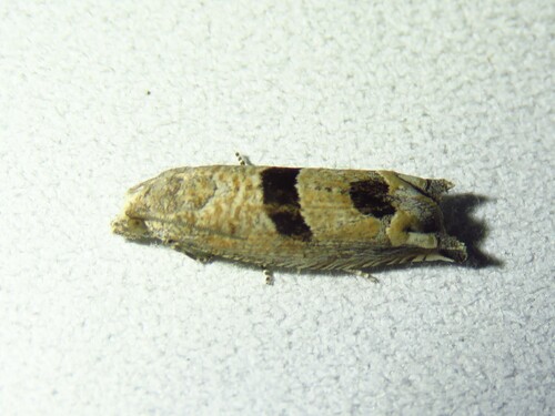 Sunflower Bud Moth photo 3