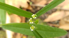 Euphorbia montereyana