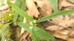 Euphorbia montereyana