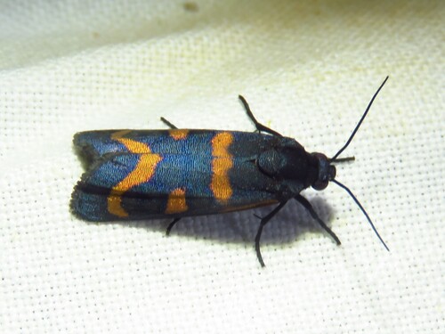 Straight-lined Cydosia Moth photo 6