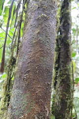 Clarisia biflora