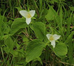 Trillium camschatcense