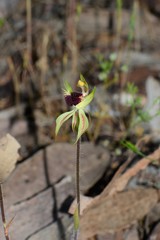 Caladenia stricta