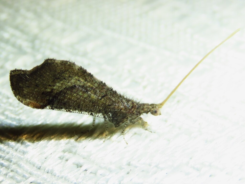 Lomamyia banksi