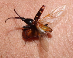 Orfilaia vulsellata