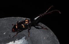 Orfilaia vulsellata