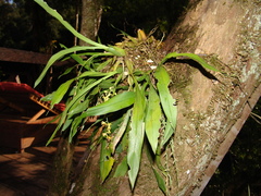 Gomesa planifolia