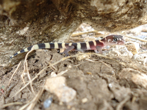 Texas Banded Gecko