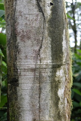 Miconia brevitheca