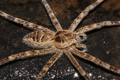 Nilus radiatolineatus