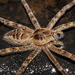 Banded Fisheating Spider - Photo (c) Alex Rebelo, some rights reserved (CC BY-NC), uploaded by Alex Rebelo