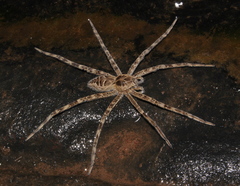 Nilus radiatolineatus