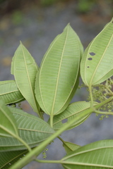 Miconia brevitheca