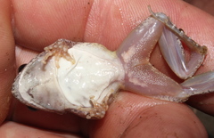 Tomopterna natalensis