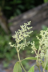 Miconia brevitheca