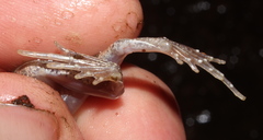 Tomopterna natalensis