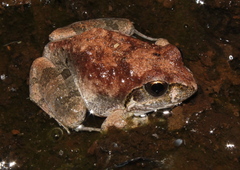 Tomopterna natalensis
