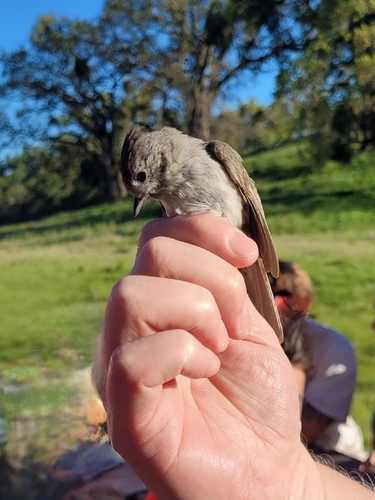 iNaturalist observation photo of Oak Titmouse