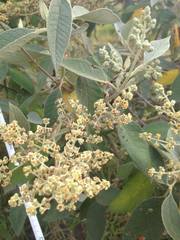 Buddleja cordata