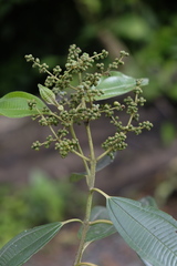 Miconia brevitheca