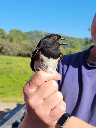 iNaturalist observation photo of Spotted Towhee
