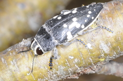 Lampetis tucumana