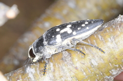 Lampetis tucumana
