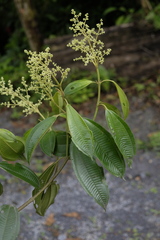 Miconia brevitheca